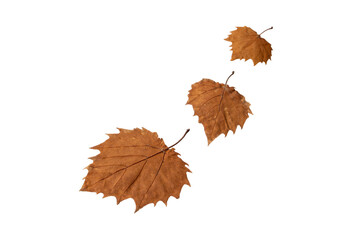 Three autumn leaves isolated transparent png. Fall season dry brown foliage. Withered leaves blown...