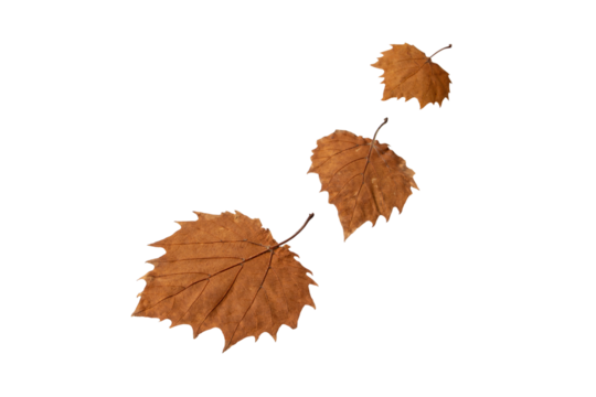 Three autumn leaves isolated transparent png. Fall season dry brown foliage. Withered leaves blown away by the wind one after another.