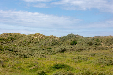 The hilly sand dunes or dyke at Dutch north sea coast, European marram grass (beach grass) on the sand dune with blue sky as backdrop, Nature background, North Holland, Netherlands.