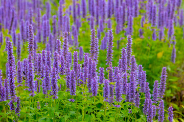 Selective focus of purple blue flower Korean mint in the garden, Blue Fortune or Agastache rugosa...
