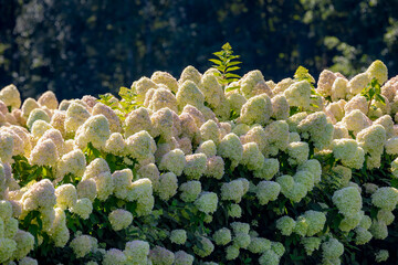 Selective focus bushes of Hydrangea paniculata flower in the garden, White pink hortensia, Panicled...