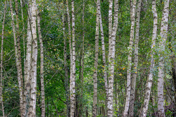 Fototapeta premium Selective focus of tree trunks in the forest, White bark with green leaves in summer, Birch is a thin leaved deciduous hardwood tree of the genus Betula in the family Betulaceae, Nature background.