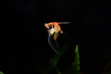 Pterophyllum Skalare Red Devil Fisch