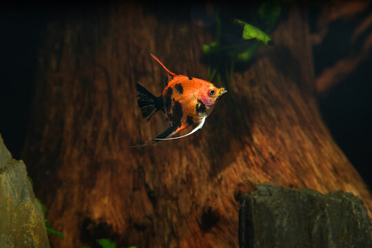 Pterophyllum Skalare Red Devil Fisch