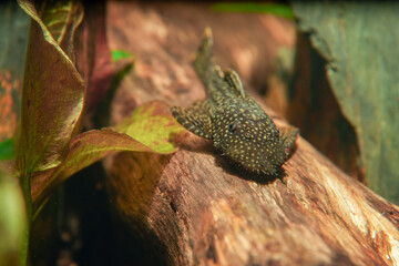 Ancictrus spec.