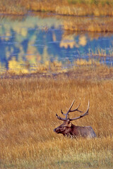 Bull Elk In Autumn Grass Near Pond