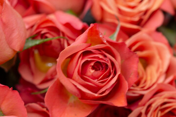 Rose bud with water droplets