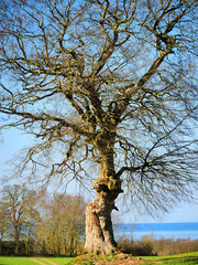 Ostseelandschaft bei Panker und Lütjenburg