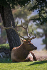 Bull Elk Resting