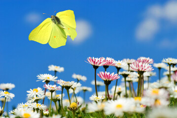 a male brimstone butterfly (Gonepteryx rhamni) flies in the blue sky over daisies (Bellis...