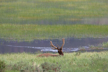 Elk in Velvet Resting by Lake