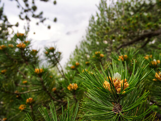 Pine tree blossom close up in forest. High quality photo