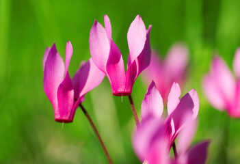 Fototapeta premium the purple cyclamen (Cyclamen purpurascens) in a green meadow