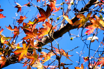 autumn leaves with a blue sky background