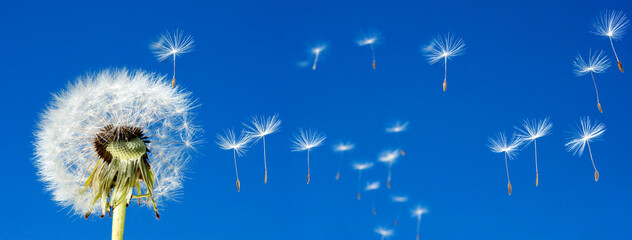 close-up of a blowball (Taraxacum officinale), seeds flying away in the blue sky - obrazy, fototapety, plakaty
