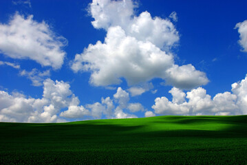 white fair weather clouds, Cumulus humilis, in the blue sky above a green corn field that looks...