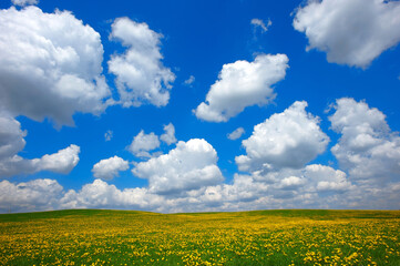 white fair weather clouds, Cumulus humilis, in the blue sky above a yellow meadow with dandelions