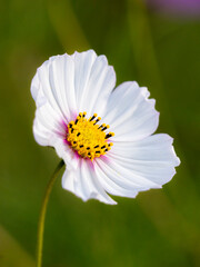 close up of a white flower with stem