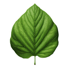green leaf isolated on white background vector style illustration