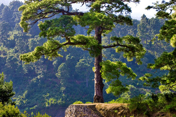 Fototapeta premium a single large Canary Island pine (Pinus canariensis) near Barlovento, La Palma, Canary Islands, Spain