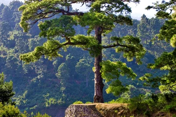 Foto auf Acrylglas Kanarische Inseln a single large Canary Island pine (Pinus canariensis) near Barlovento, La Palma, Canary Islands, Spain