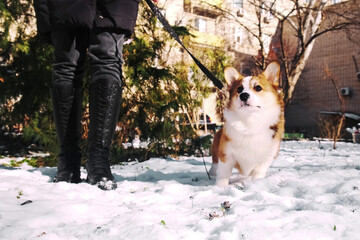 A little Pembroke Welsh Corgi puppy sits in the snow with his owner on a sunny winter day. Happy little dog. Concept of care, animal life, health, show, dog breed