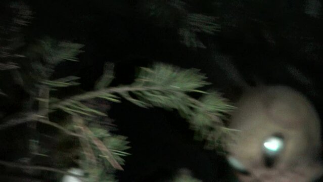 Alien with glowing eyes afraid of flashlight covering his face with hands and hiding in the forest at night. Whip zoom, shaky camera shot