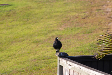 Crow perching on a fence in a sunny day, Long Bay, New Zealand.