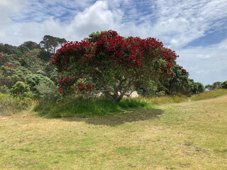 Pohutukawa tree in bloom, summer time in New Zealand.
