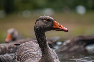 Fototapeta premium greylag goose