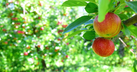 Ripe red apples - apple orchards in South Tyrol shortly before the apple harvest