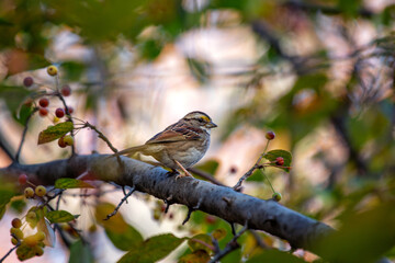 White-throated Sparrow (Zonotrichia albicollis) in Golden Gate Park, San Francisco.