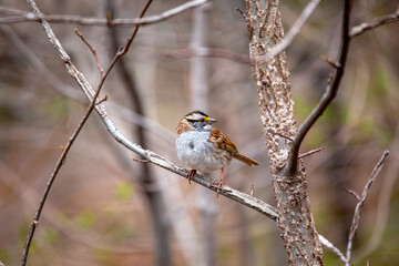 White-throated Sparrow (Zonotrichia albicollis) in Golden Gate Park, San Francisco.