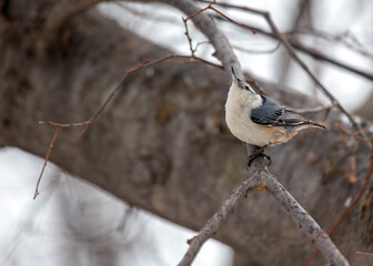 White-breasted Nuthatch (Sitta carolinensis) in Central Park, NYC