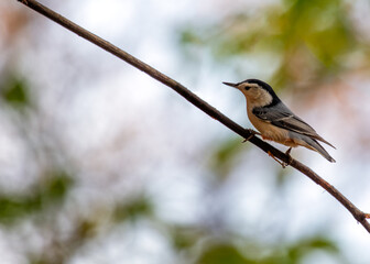 White-breasted Nuthatch (Sitta carolinensis) in Central Park, NYC