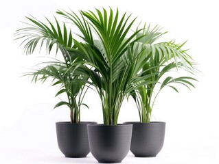 Kentia Palm Tree grey in pots. Houseplant isolated on white background