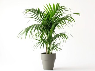 Fototapeta premium Kentia Palm Tree grey in pots. Houseplant isolated on white background