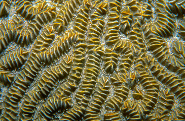 Closeup of Maze Coral, Meandrina meandrites, underwater on a Caribbean reef.