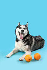 Adorable Husky dog with oranges on blue background