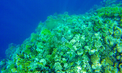 Fototapeta premium coral reef in egypt for banner background