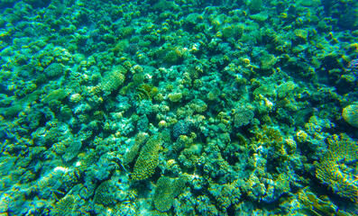 coral reef in egypt for banner background