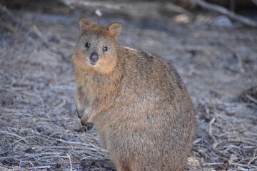 Quokka