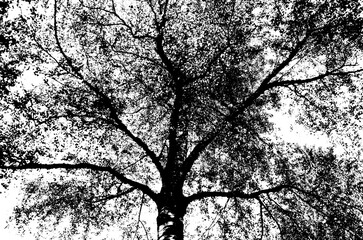 Silhouette of branched branches of a tree in black and white, modern, artistic image abstract