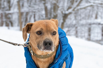 Dog in a blue jacket.Cute dog in a warm jacket on a walk in a winter park.Warm clothes for pets.Care and love for pets.