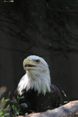 American Bald Eagle.