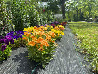  Young Orange Pansy Flower bush in front of other pansies growing in a tarp garden outside