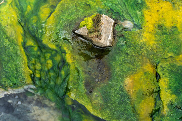 Moss and algae in fresh water stream.