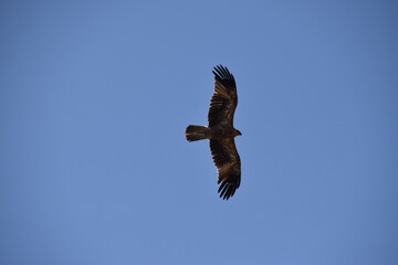 eagle in flight