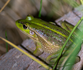 Growling Grass Frog (Southern Bell Frog) Litoria raniformis