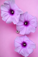 Three violet petunias in close up against a pink background.